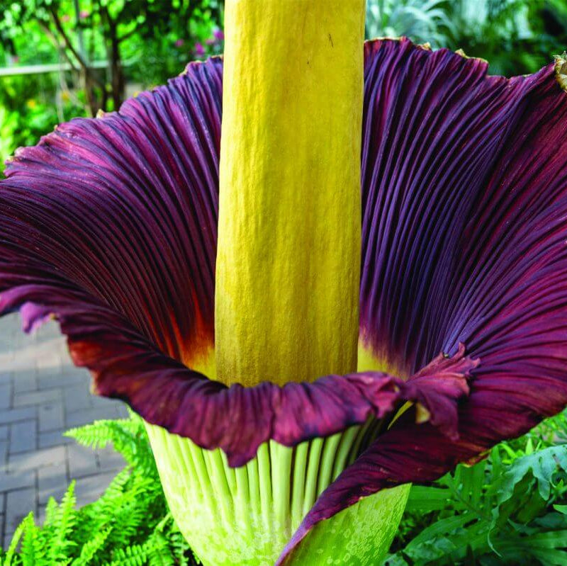Amorphophallus titanum Seeds