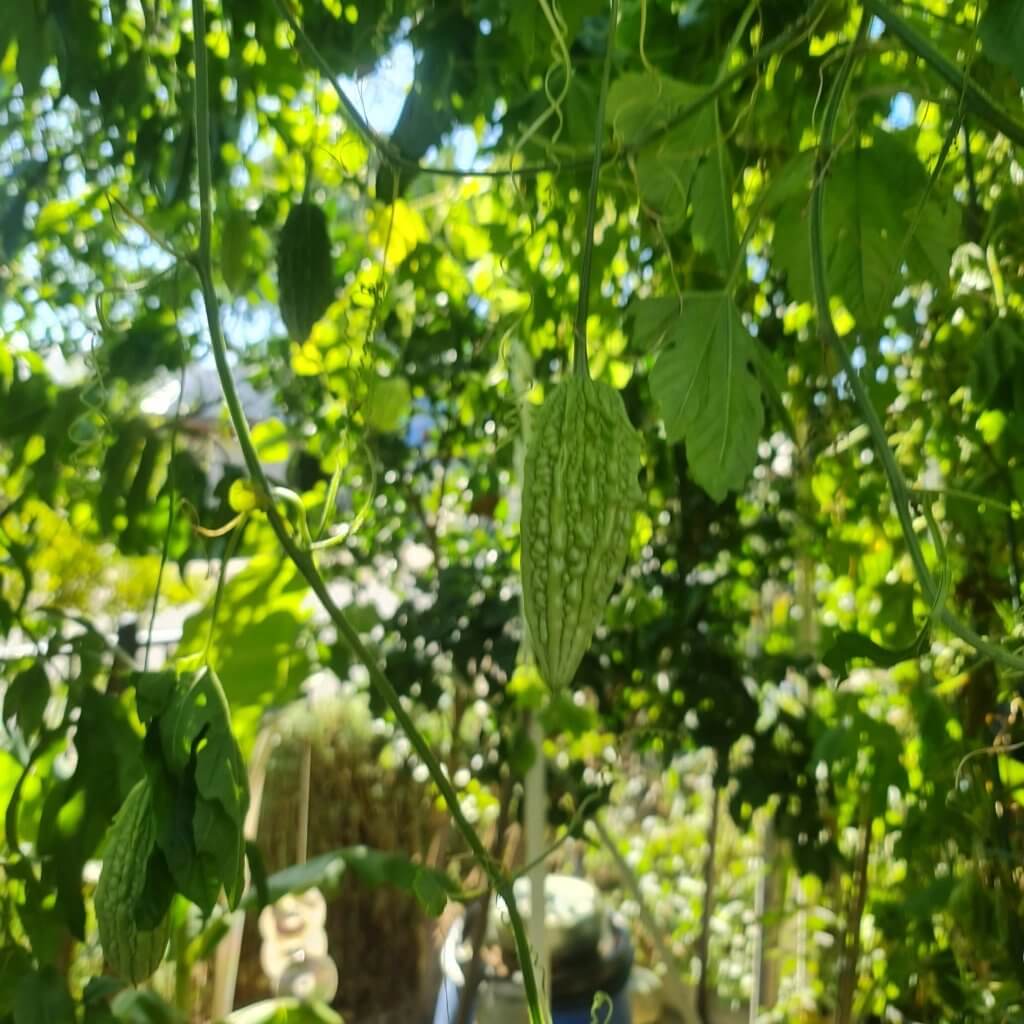 Ampalaya Seeds - Heirloom Vegetable Plant for Home Gardens