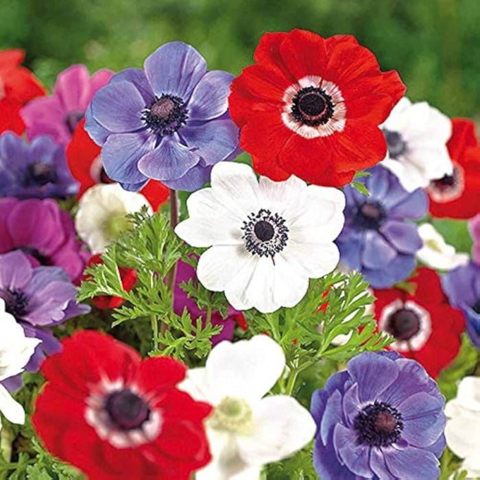 Anemone Seeds - Flower Plant for Home Gardens