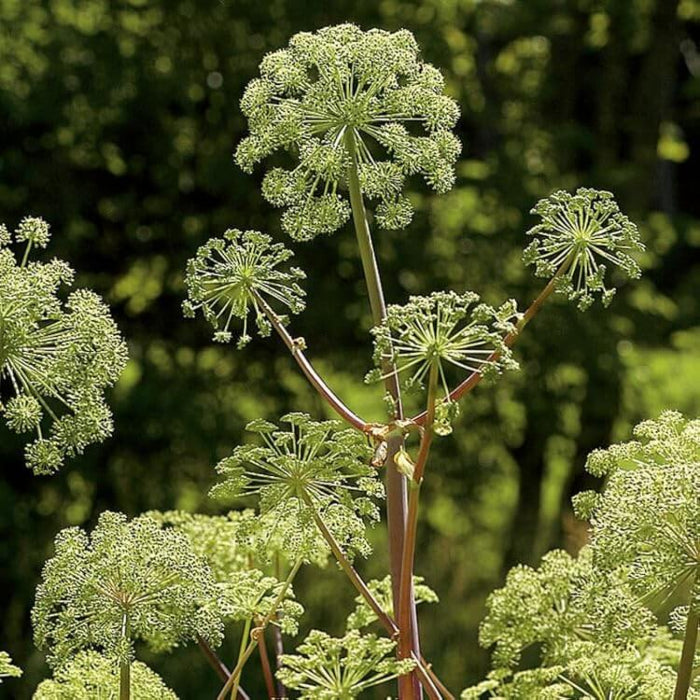 Angelica Seeds - Herbal Plant