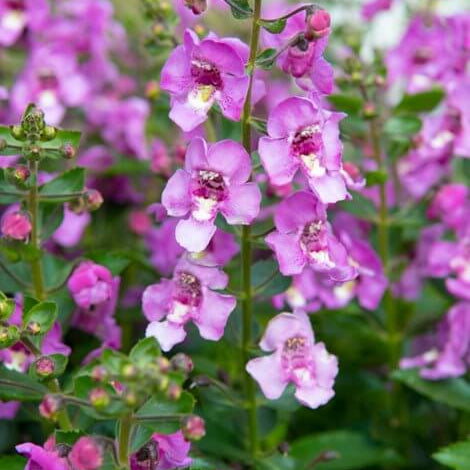 Angelonia Seeds