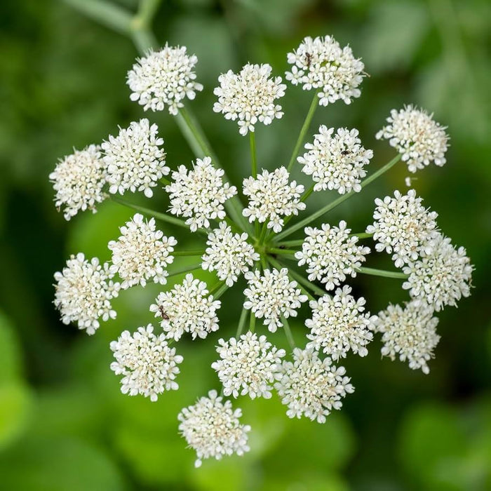 Anise Seeds - Herbal Plant for Home Gardens