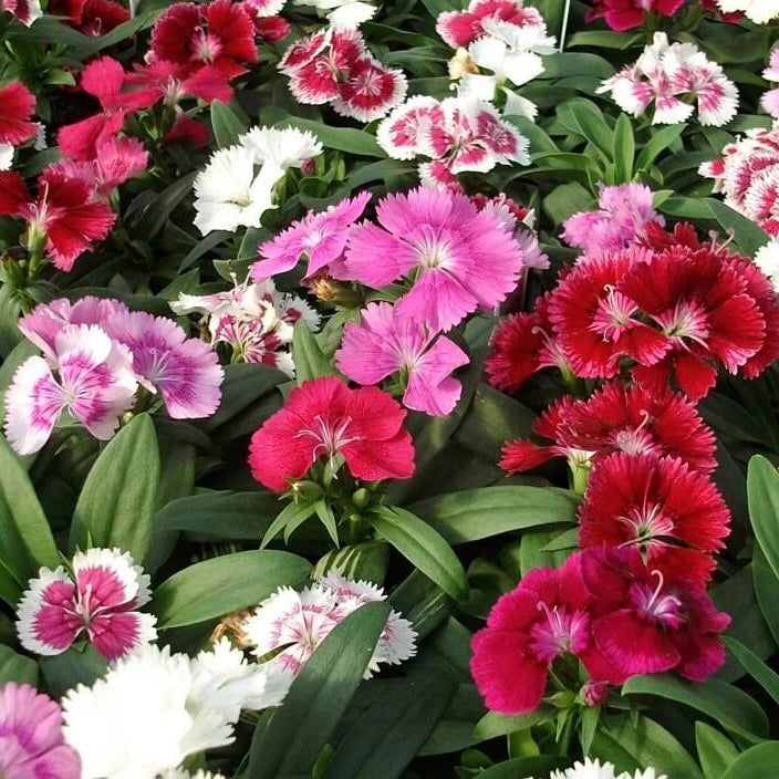 Annual Dianthus Seeds - Flower Plant