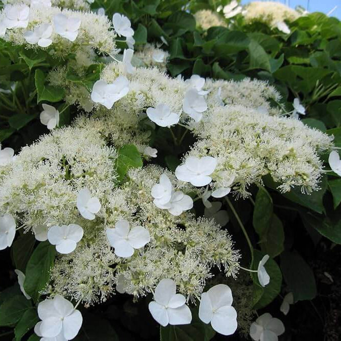 Anomala Climbing Hydrangea Seeds