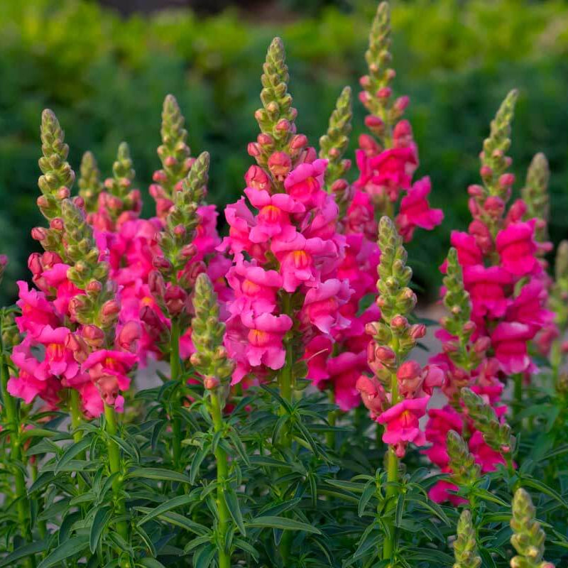 Antirrhinum Majus Seeds - Heirloom Flower Plant for Home Gardens