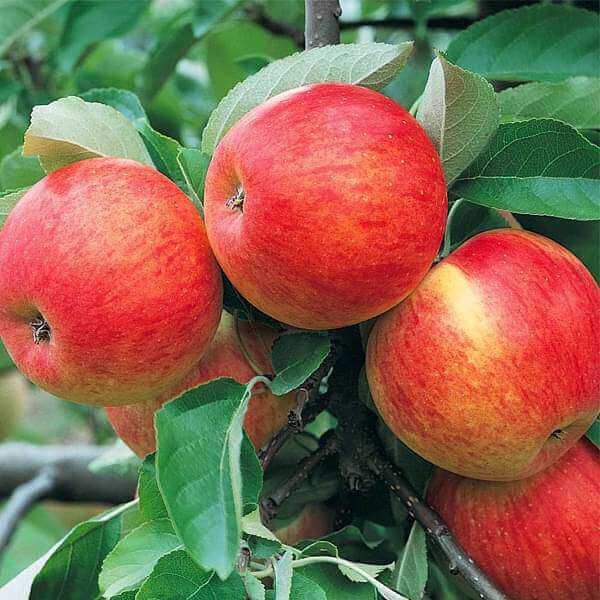 where to buy apple seeds for planting Apple Seeds for Planting