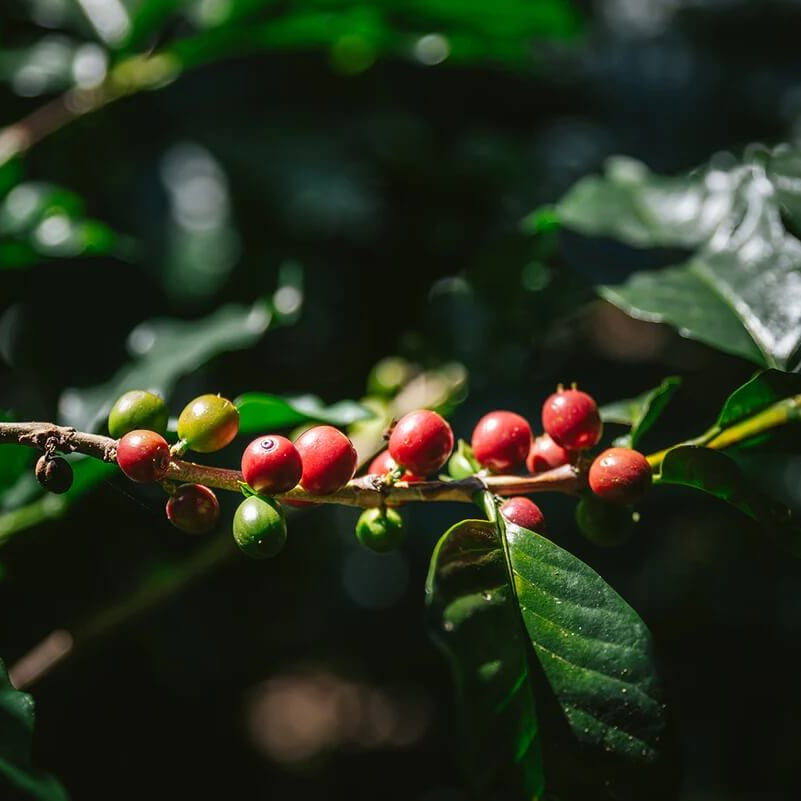 Arabian Coffee Seeds
