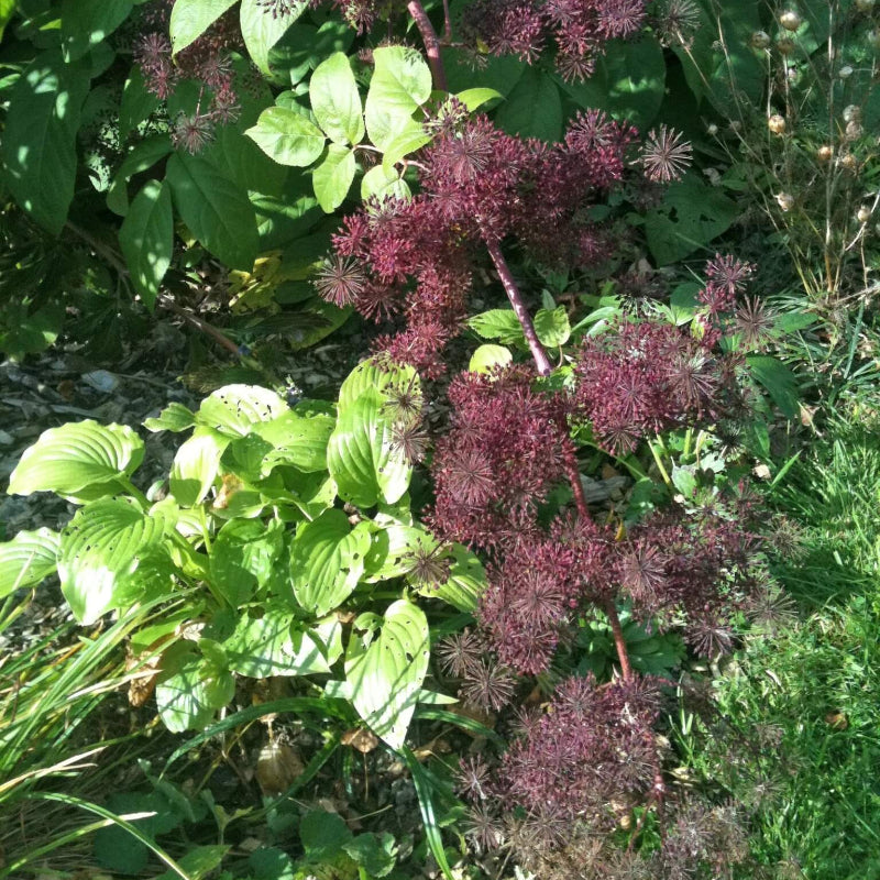 Aralia Cordata Seeds