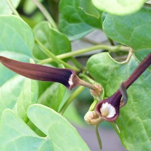 Aristolochia Tagala Seeds