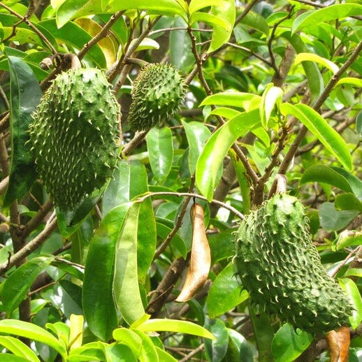 Army Green Graviola Soursop Seeds