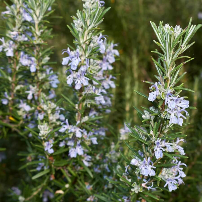Arp Rosemary Seeds - Herbal plant