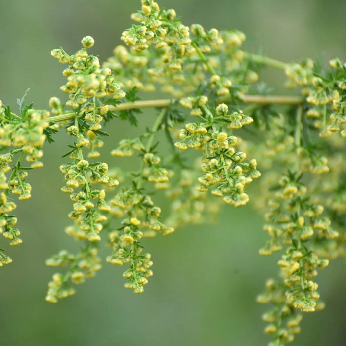 Artemisia Annua Seeds - Herbal Plant