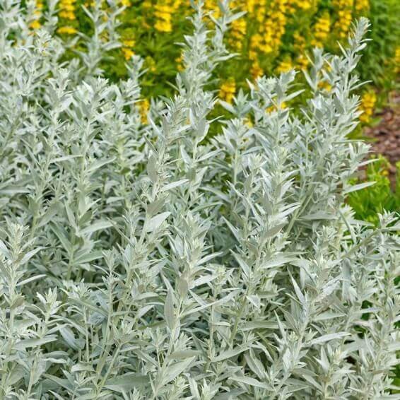 Artemisia Ludoviciana Seeds