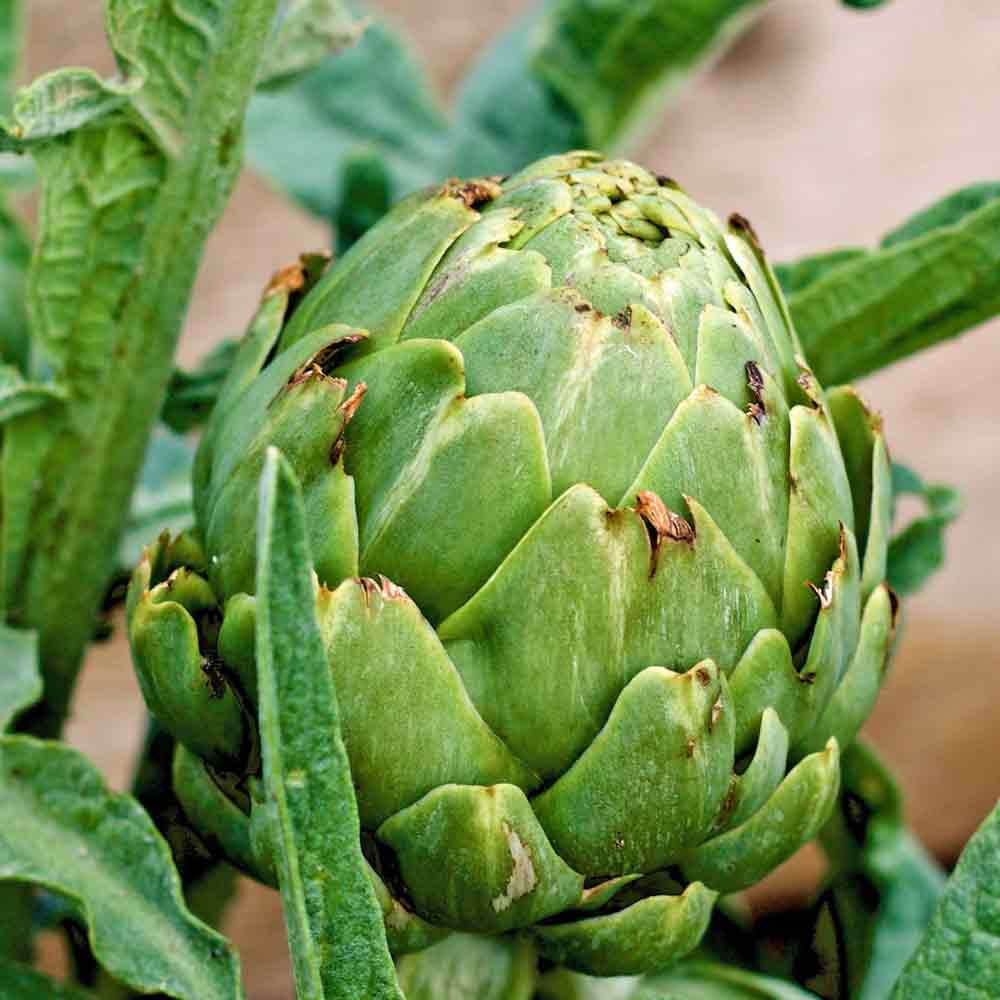 Artichoke seeds - Vegetable Plant