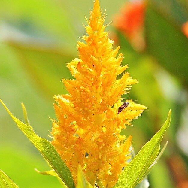 Astilbe Yellow Seeds - Heirloom Flower Plant for Home Gardens
