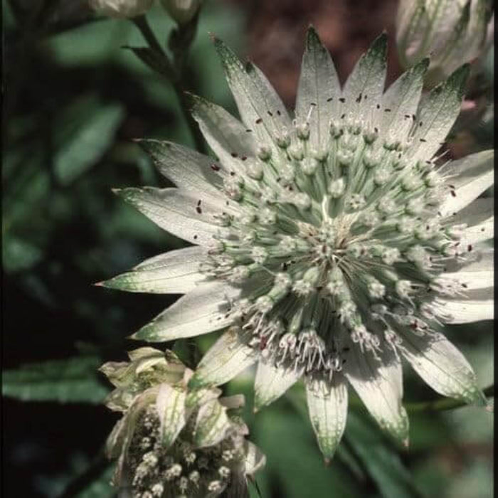 Astrantia Major Seeds - Flower Plant