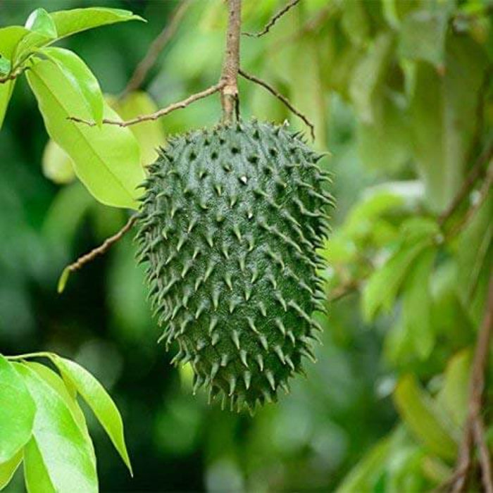 Atemoya Seeds - Fruit Plant for Home Gardens