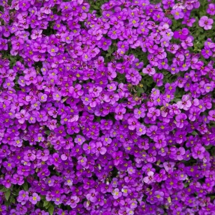 Aubrieta Deltoidea Seeds - Heirloom Flower Plant for Home Gardens