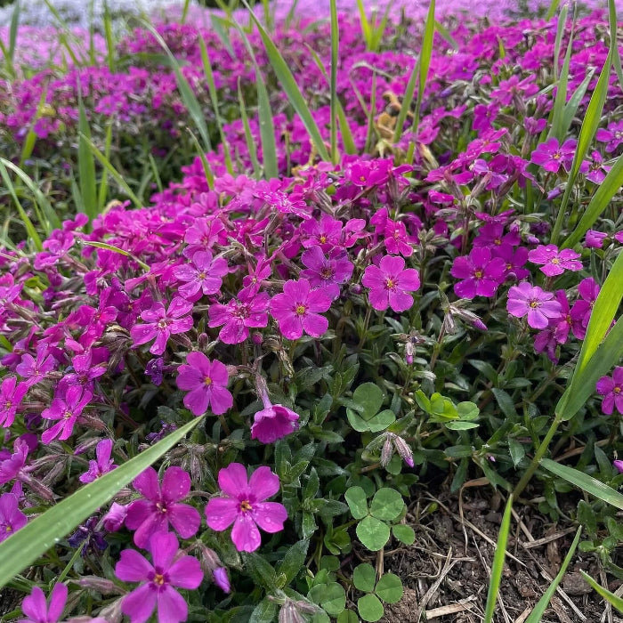 Aubrieta Seeds - Flower Plant for Home Gardens