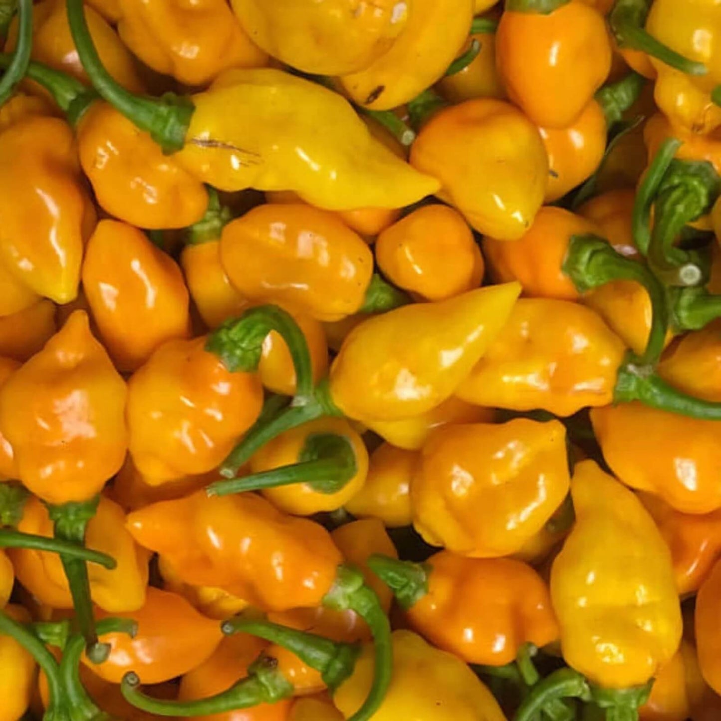 Augustine Minorcan Datil Hot Pepper Seeds