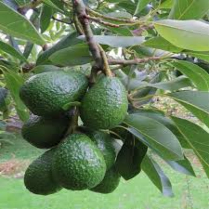 Avocados seeds - Fruit Plant for Home Gardens