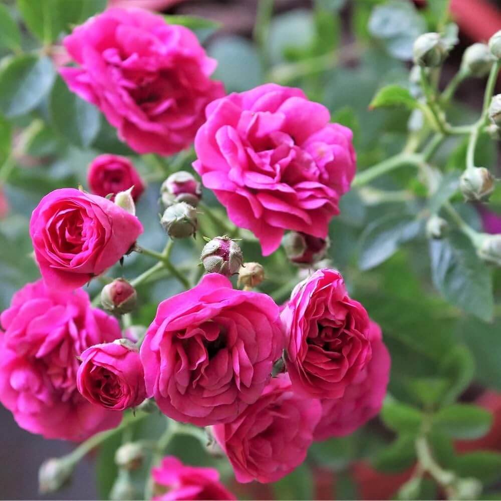Baby Boomer Miniature Rose Seeds - Heirloom Flower Plant for Home Gardens