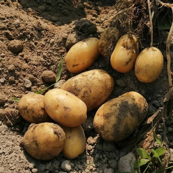 Baby Potato Seeds