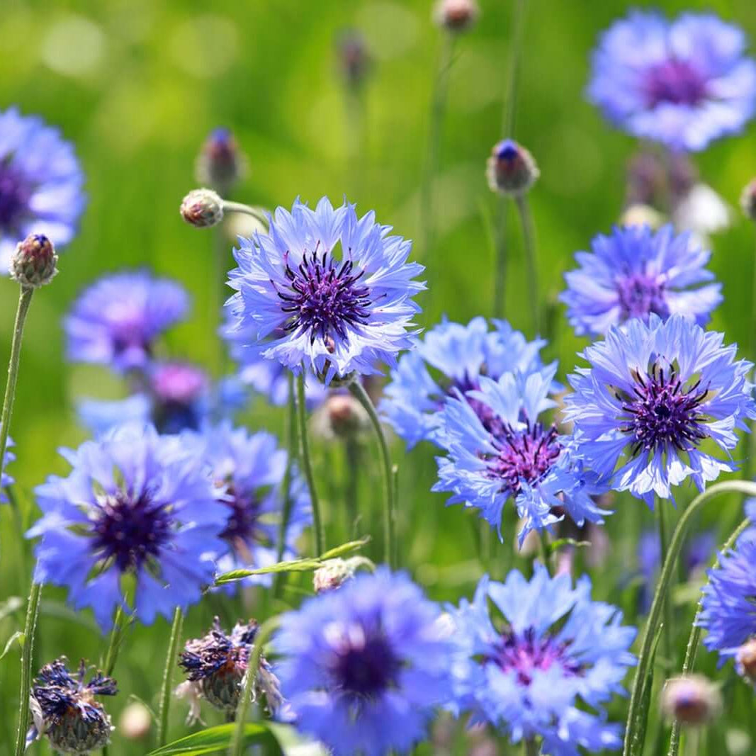 Bachelor Button Seeds