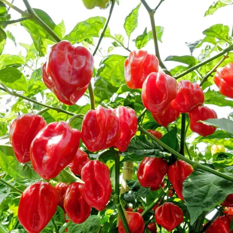 Bajan Seasoning Pepper seeds