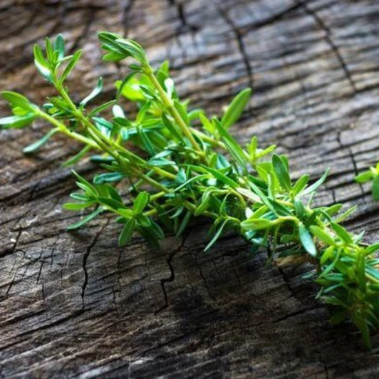 Balkan Savory Seeds