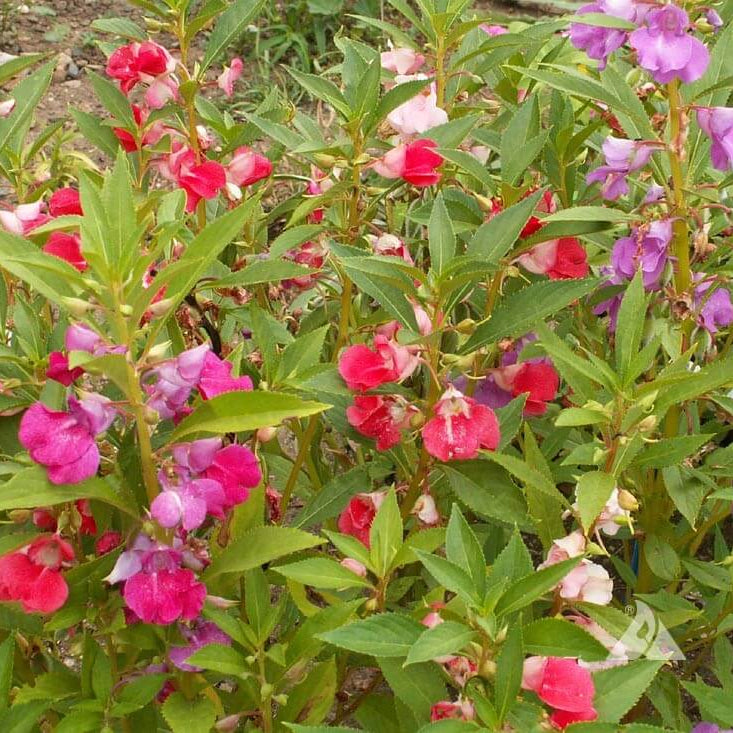 Balsam Camellia Seeds