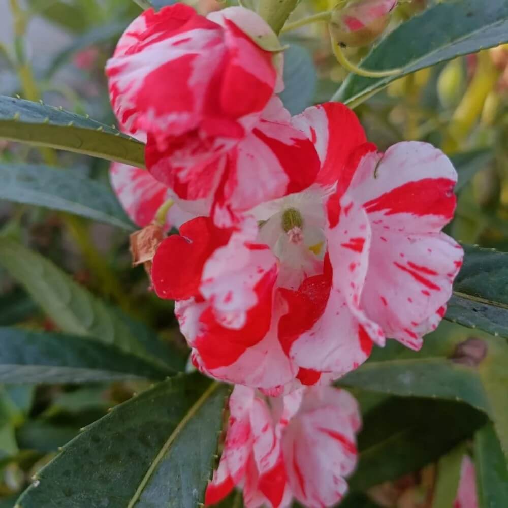 Balsamine Rose Seeds - Flower Plant