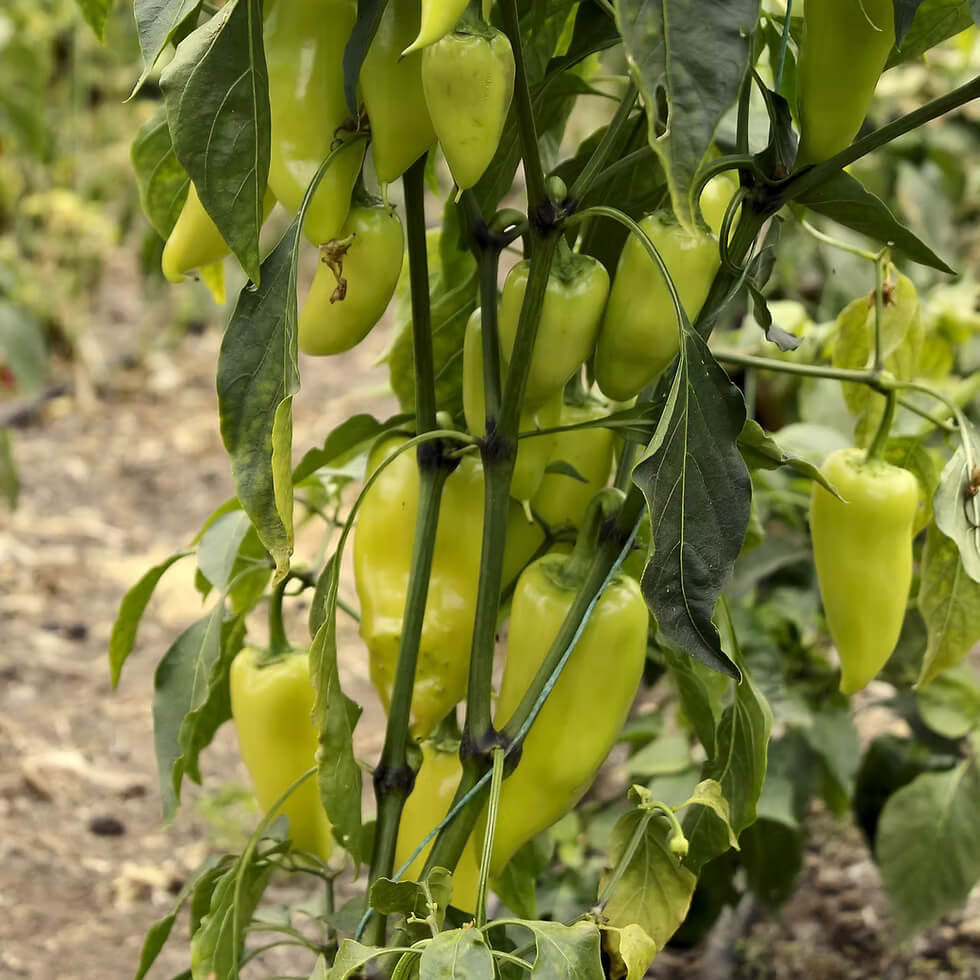 Banana Pepper Seeds - Vegetable Plant