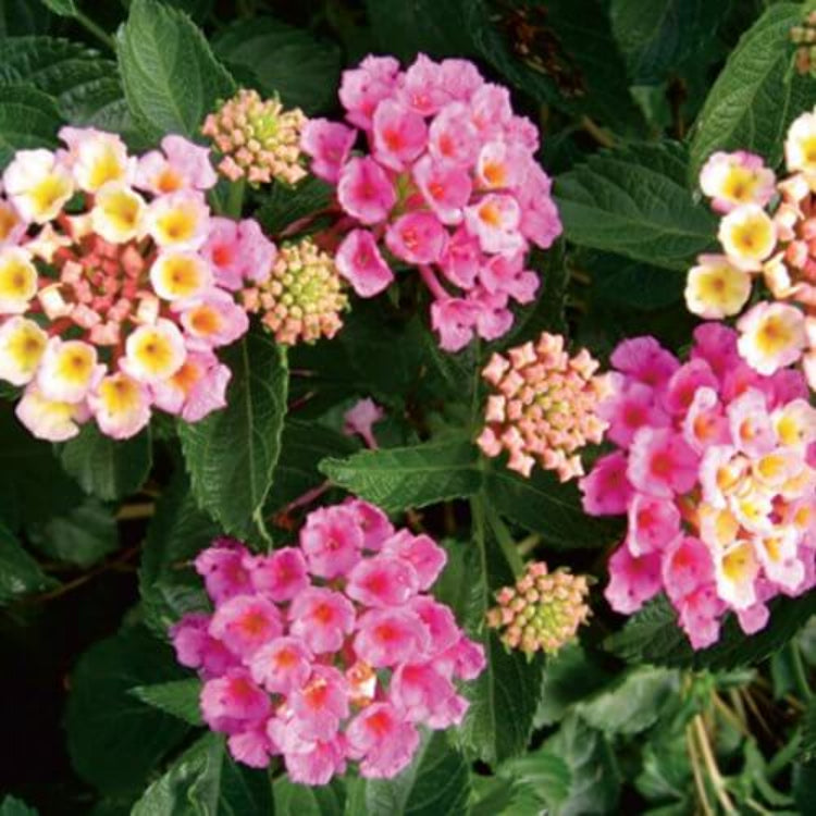 Bandana Rose Lantana Seeds - Heirloom Flower Plant for Home Gardens