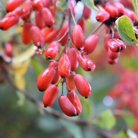Barberry Seeds