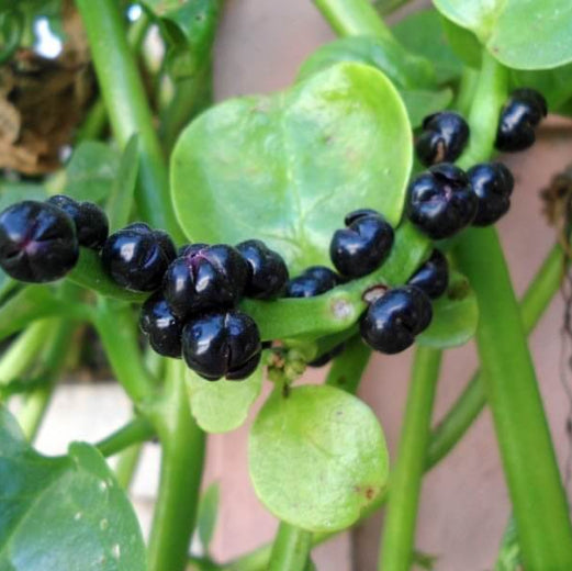 Basella Alba Seeds - Heirloom Vegetable Plant for Home Gardens