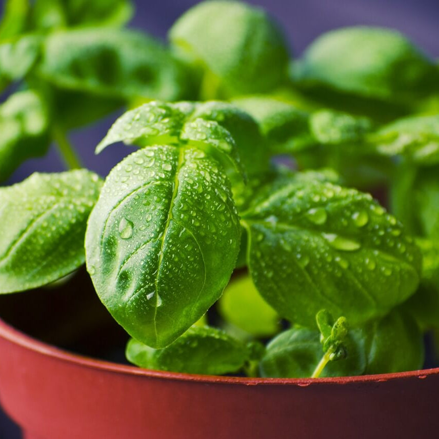 Basilico Mostruoso Basil Seeds - Herbal Plant