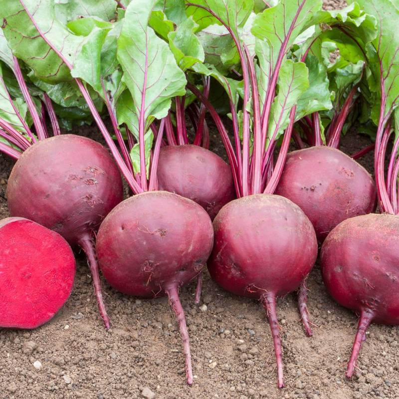 Beet seeds - Vegetable Plant