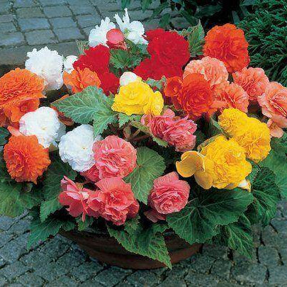 Begonia Seeds - All In One For Home Gardens