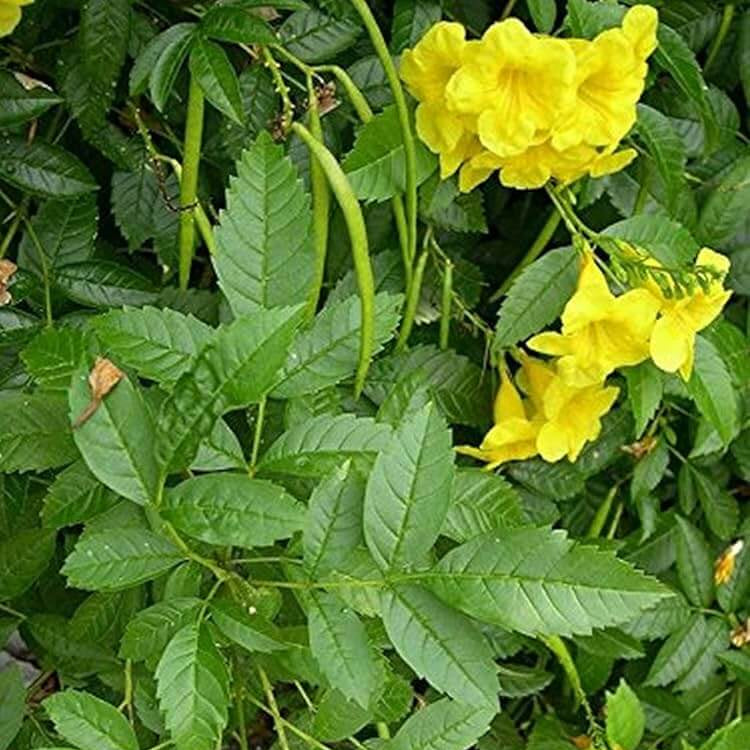Bells seeds - Flower Plant for Home Gardens