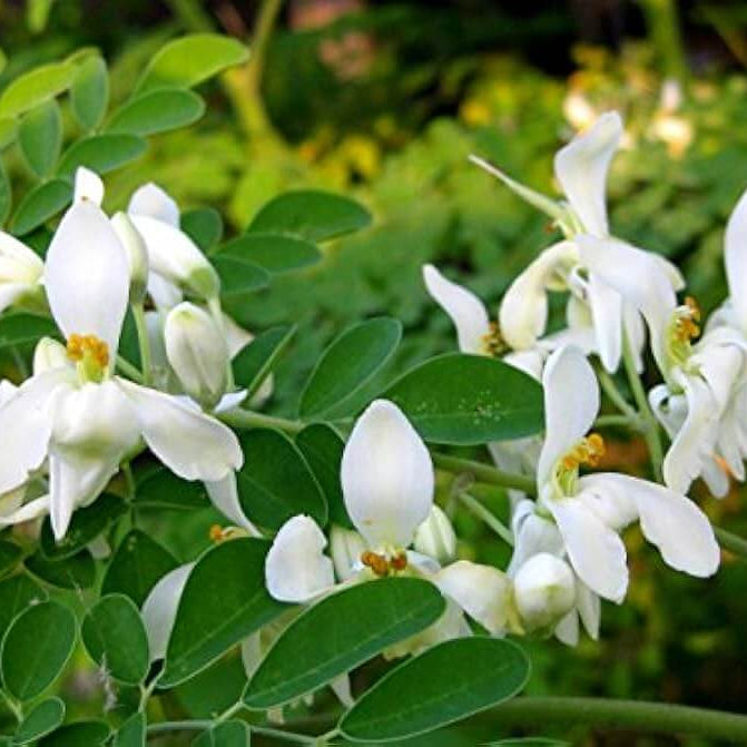 Ben Oil Tree Seeds