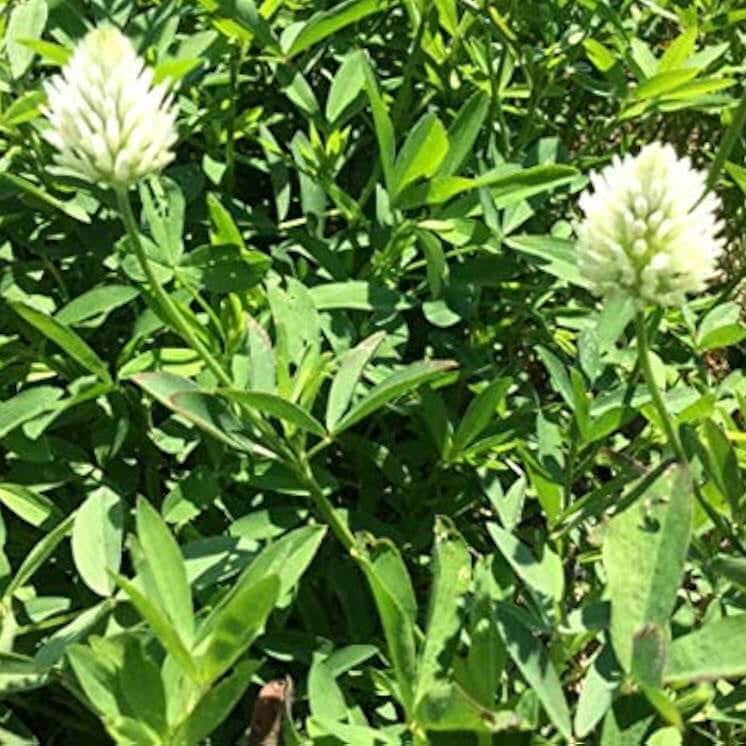 Berseem Clover Seeds - Herbal Plant