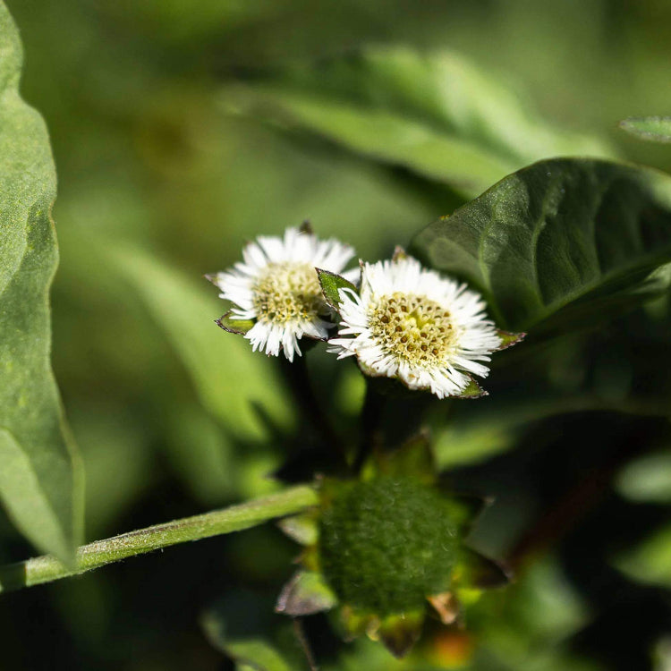 Bhringraj Seeds - Heirloom Herbal Plant for Home Gardens
