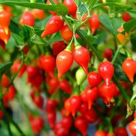 Biquinho Pepper Seeds - Vegetable Plant