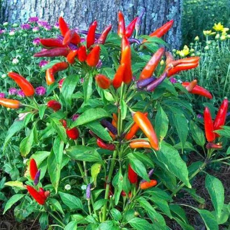 Bird Pepper Seeds - Heirloom Vegetable Plant for Home Gardens
