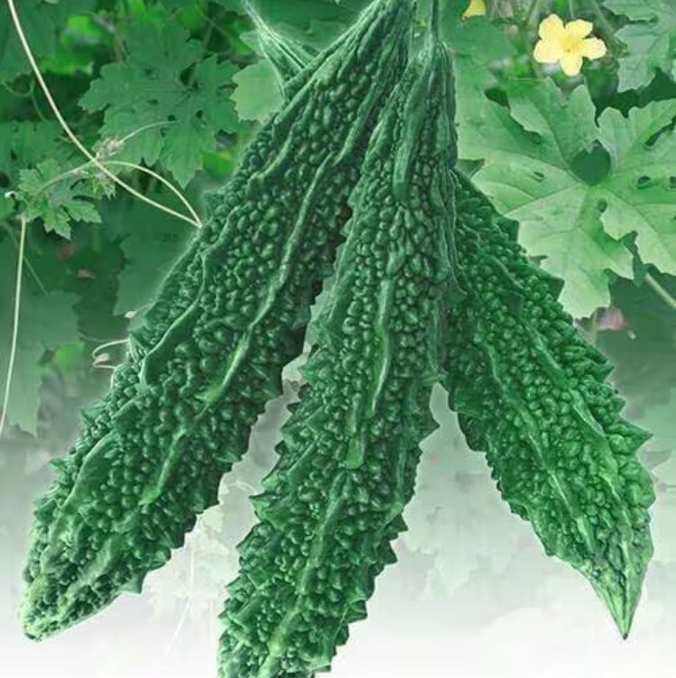 Bitter Melon Seeds for Sale - Heirloom Vegetable Plant for Home Gardens