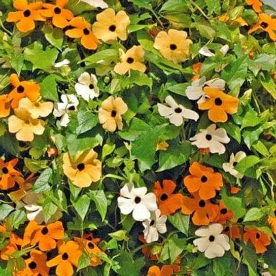 Black-Eyed Susan Vine Mix Seeds - Heirloom Flower Plant for Home Gardens
