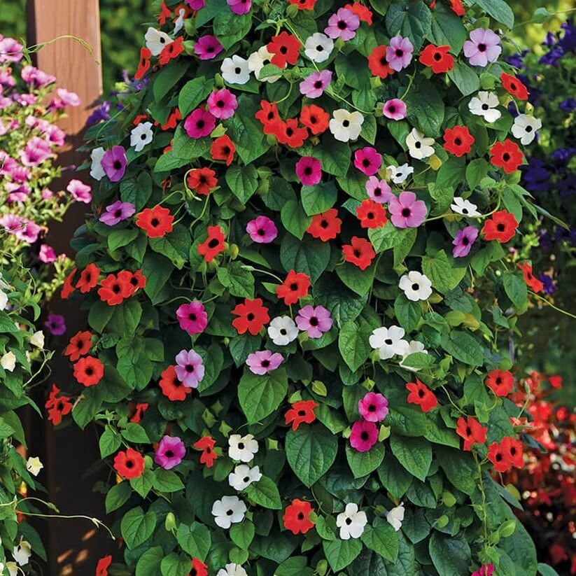 Black-Eyed Susan Vine Seeds for Planting