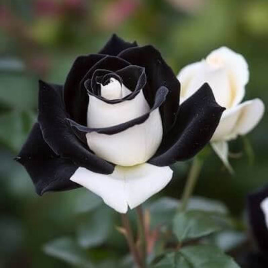 Black And White Rose
