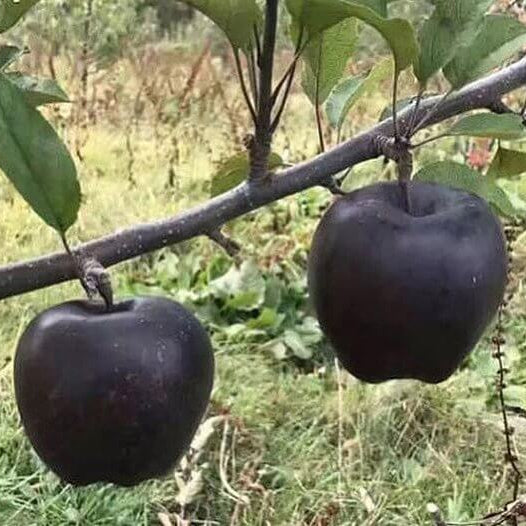Black Apple Seeds